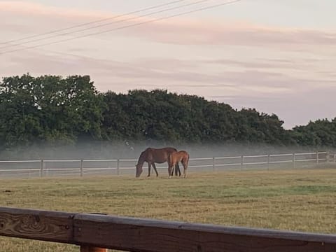 Day, Animals, Landmark view