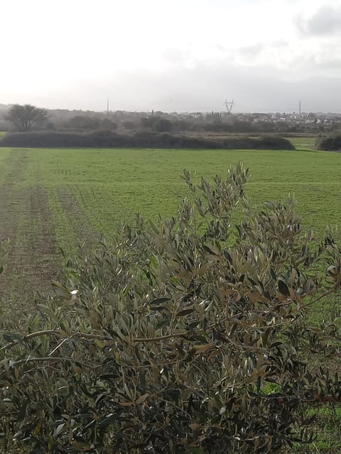 Spring, Day, Natural landscape, View (from property/room), City view
