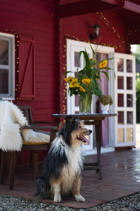 pet friendly