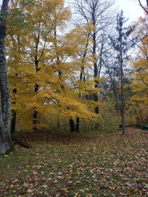Spring, Day, Natural landscape