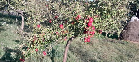 Seosko Domaćinstvo Vulević Apartment in Montenegro