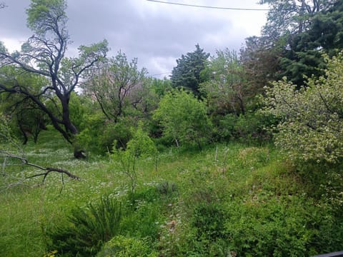 Spring, Natural landscape, Garden, Garden view