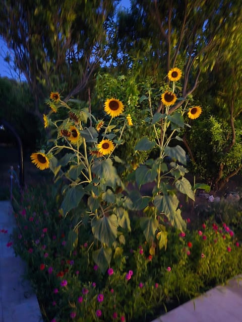 Beloc House Lopud Island Apartment in Lopud