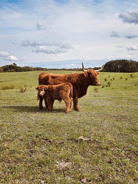 Krovacja - całoroczne domki w Puszczy Noteckiej House in West Pomeranian Voivodeship, Poland