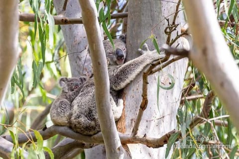 Natural landscape, Animals