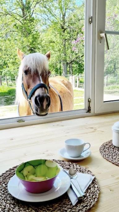 Horse-riding, Horse-riding, Animals