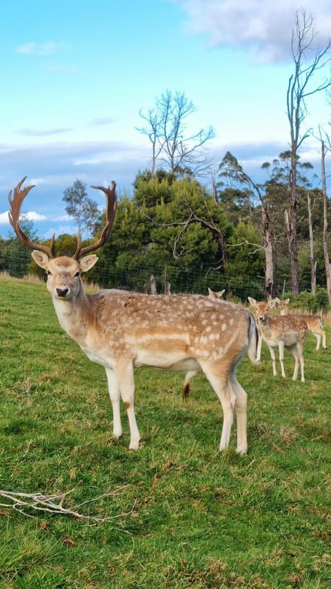 Natural landscape, Animals