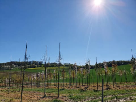 Spring, Day, Natural landscape