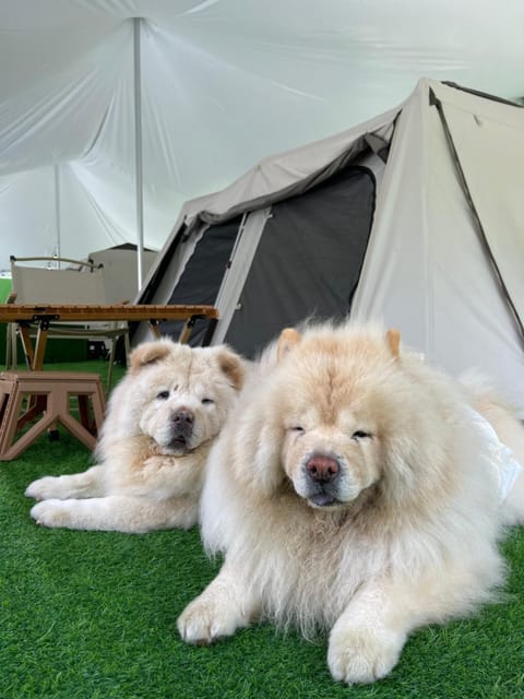 Pets