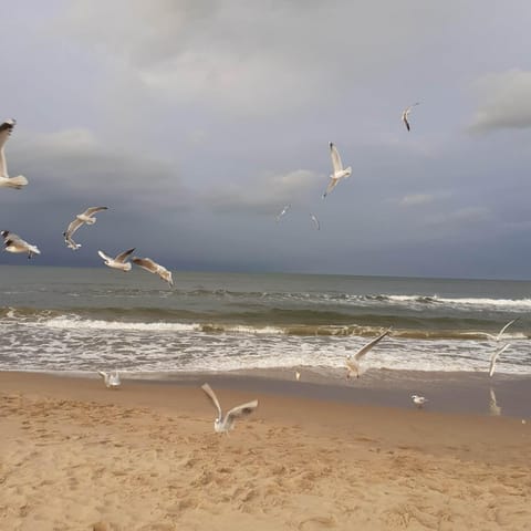 Apartament Zielna 2 Apartment in Pomeranian Voivodeship