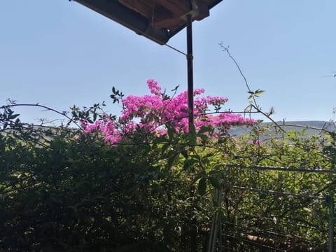 Apartments Piko Apartment in Dubrovnik-Neretva County