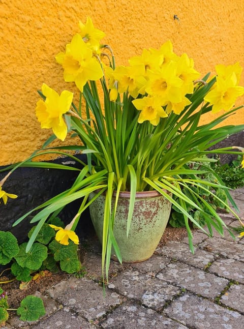 Sydfynsk idyl tæt på det hele. Bed and Breakfast in Svendborg