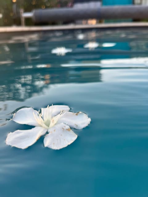 Pool view, Swimming pool, Swimming pool