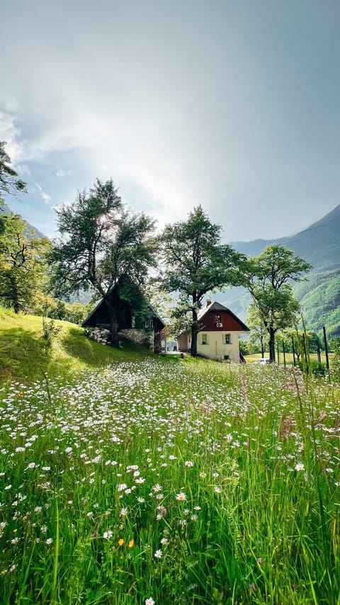 Natural landscape, Garden, Garden view, Mountain view