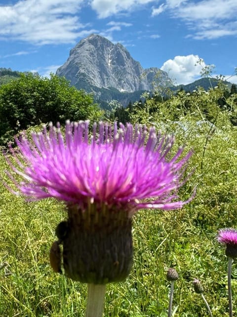 CASERA ONORINA Val Visdende Apartment in Friuli-Venezia Giulia