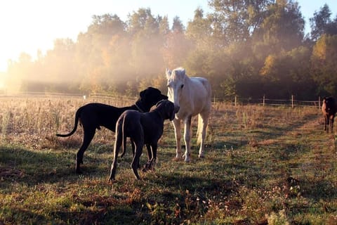 Day, Animals, Pets, Garden view
