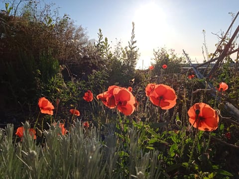 Spring, Natural landscape, Garden