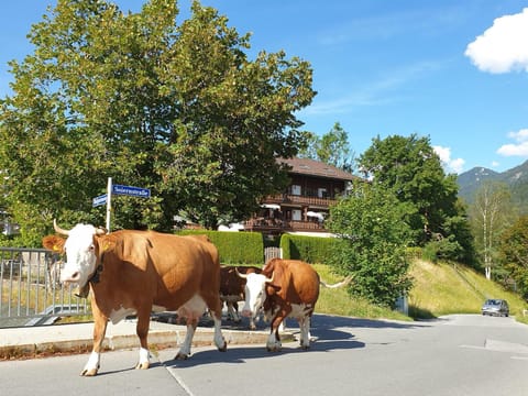 Natural landscape, Animals