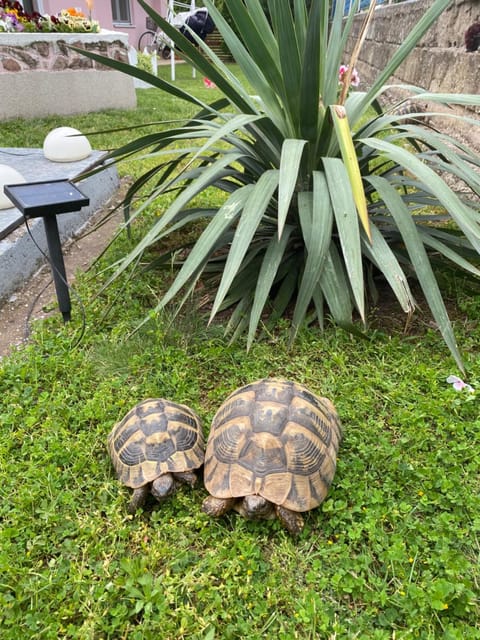 KOD BAKE Apartment in Serbia
