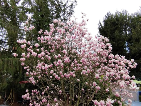 RIVER side appartment Apartment in Weil am Rhein