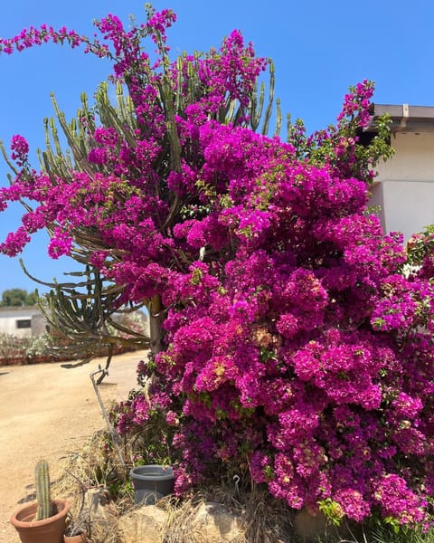 B&B Piandelidei Bed and Breakfast in Sardinia