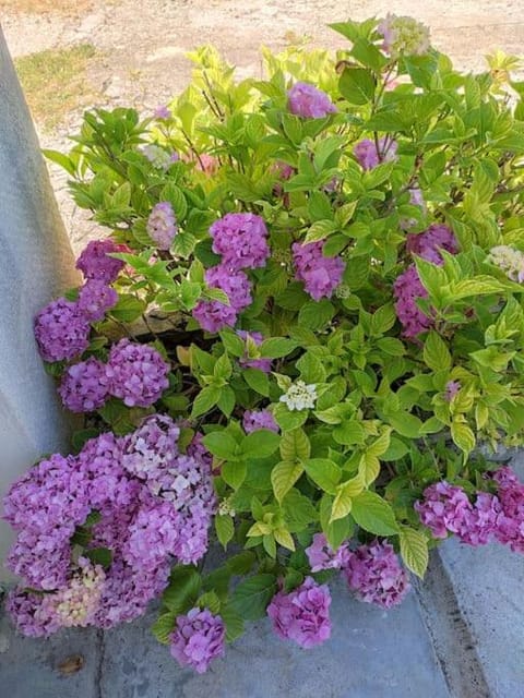 maison spacieuse et lumineuse+ studio Villa in Auvergne-Rhône-Alpes