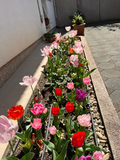 Spring, Day, Garden, Garden view