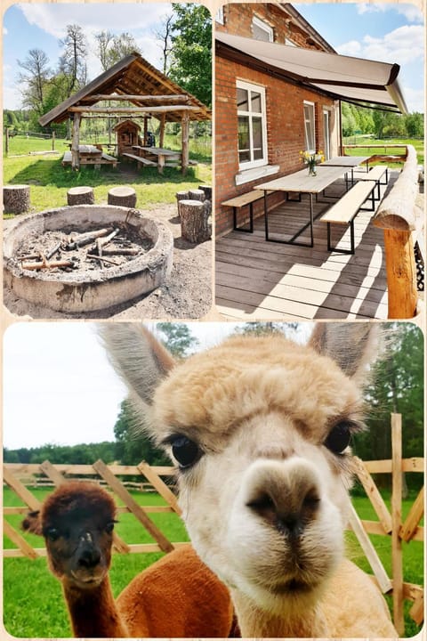 Day, BBQ facilities, Balcony/Terrace, Animals