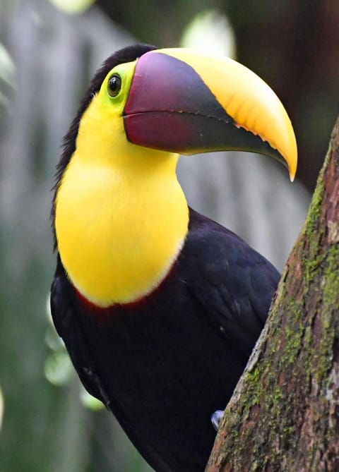 Natural landscape, Animals