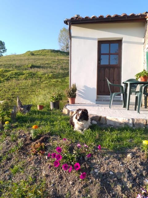 Balcony/Terrace, Balcony/Terrace, Animals, Animals, Pets, Pets