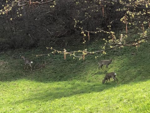 Spring, Day, Natural landscape