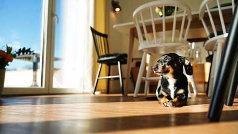 Living room, Dining area, Pets