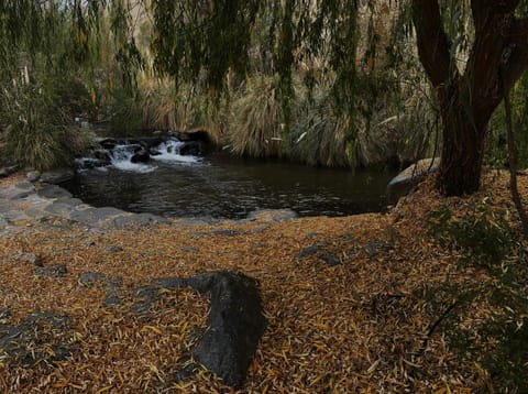 Garden, River view, River view