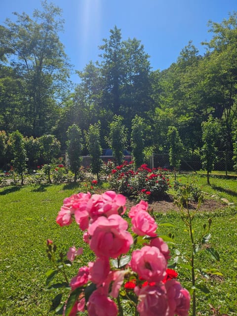 Vitez Koja House in Serbia