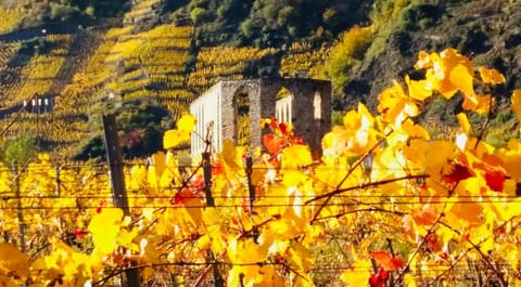 Ferienhaus Scheid Apartment in Ediger-Eller