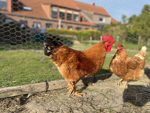 Ferienhof Renate Sassen Farm Stay in Neuharlingersiel