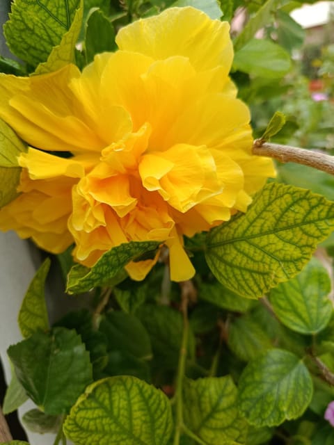 Villa Milena Costa Rei VISTA MARE Villa in Costa Rei