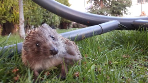 FANTASY APARTMENTS Apartment in Varna