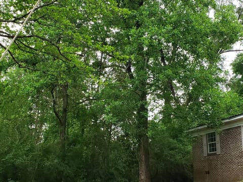 LixyLouis Andalusia minutes from the Downtown House in Alabama