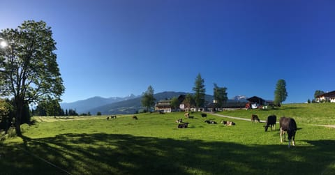 Natural landscape, Animals, Mountain view