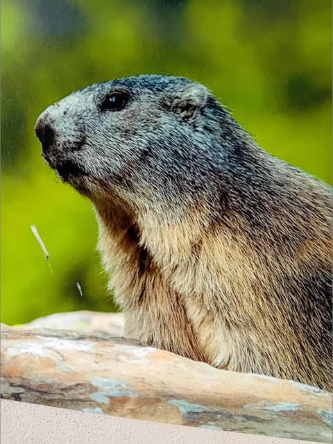 chamois tétras marmotte Apartment in Allos