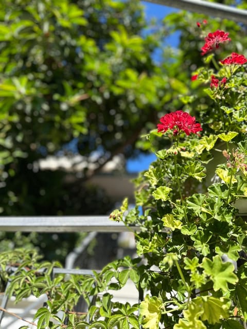 Albi's Guesthouse Bed and Breakfast in Ksamil