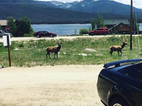 Timberline Inn of Grand Lake Inn in Rocky Mountain National Park