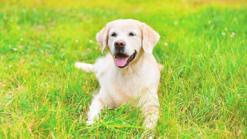 Magnuson Hotel Fowlerville Motel in Michigan