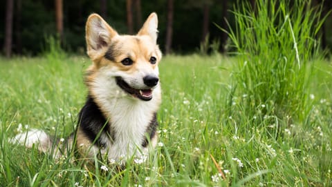 Leland Hotel Palo Alto Hotel in Menlo Park