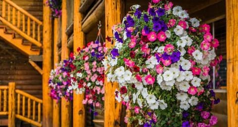 River Lodge Lodge in Island Park