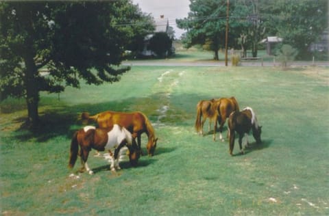 Chincoteague Townhome w/ Pony Views from Deck! Apartment in Chincoteague Island