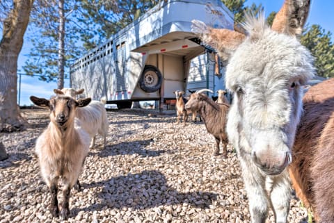 Modern Farmhouse w/ Patio, Grill & Mtn Views! House in Utah