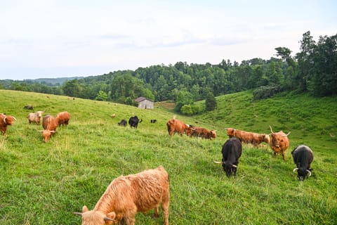 Cabin on Working Highland Cattle Farm in Kentucky House in Kentucky