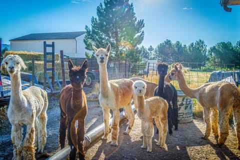 The Farmhouse at Grand Valley Getaway w/ Alpacas! House in Grand Junction